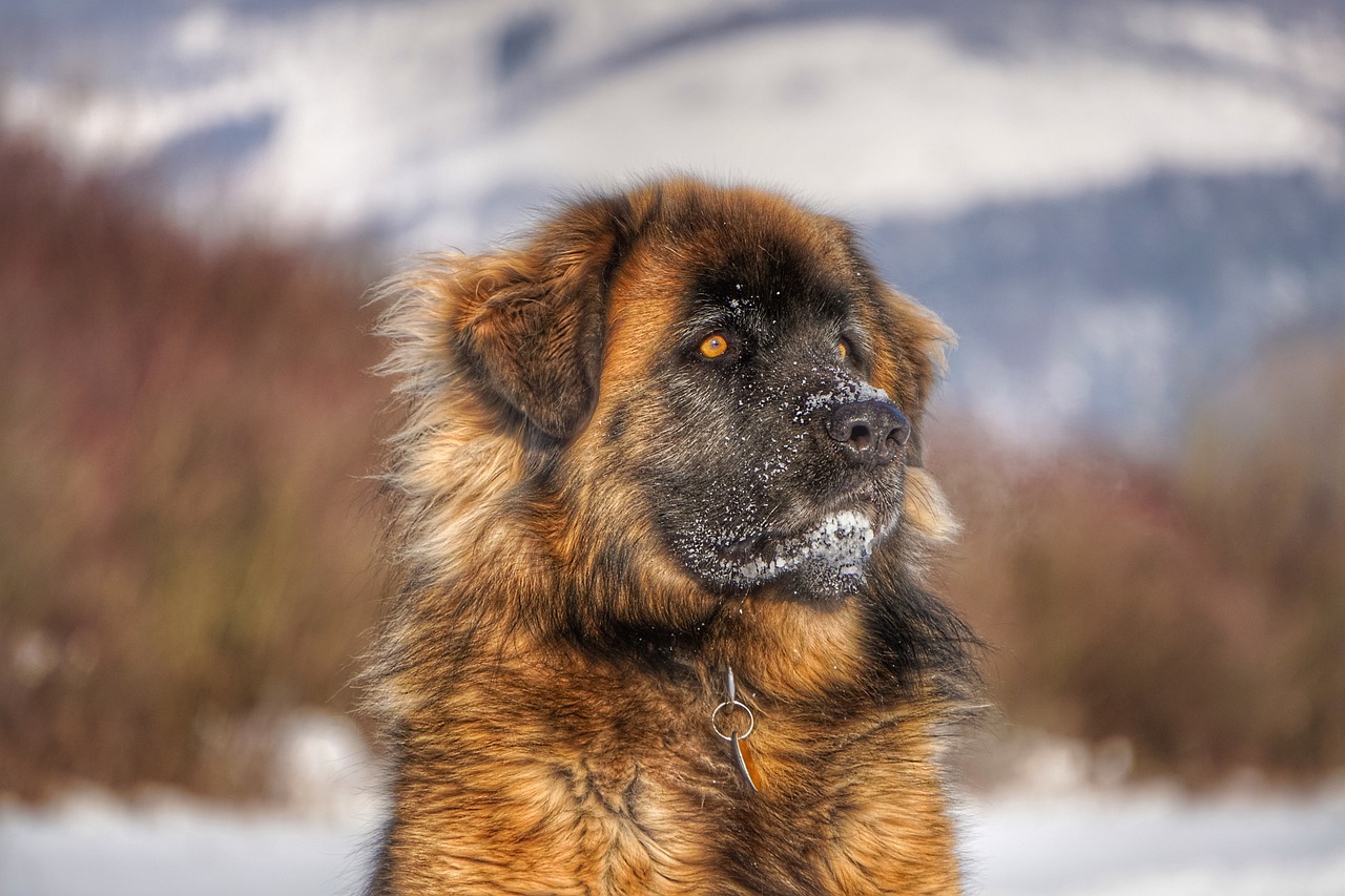 大型犬是否會攻擊人類？探究犬類行為及其影響因素